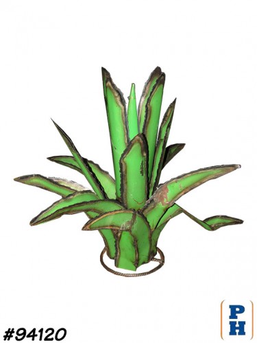 Agave Plant