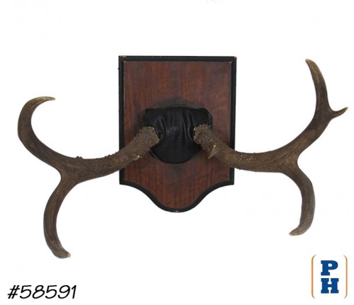 Antler Display
