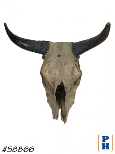 Cow Skull