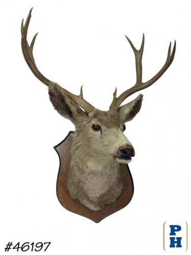 Taxidermy