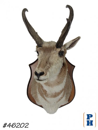 Taxidermy